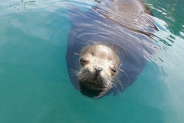 cabo san lucas boat tour