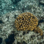 coral los cabos