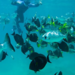 fish in los cabos