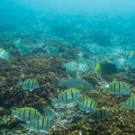 fish shoal