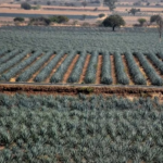 agave