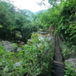 Jungle Vallarta