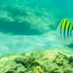 Santa Maria Bay Cabo (coral reef)
