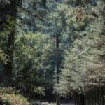 Ajusco park