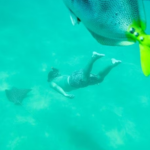 snorkeling with fishes