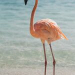 Flamingos mexico