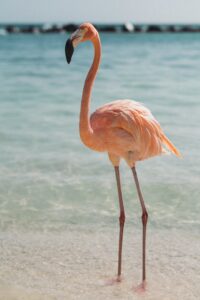 Flamingos mexico