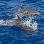 Dolphins