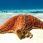 Starfish