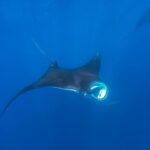 Stingray