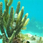 Puerto Morelos Snorkel Tour (Marine)