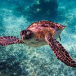 Turtle Swimming Tulum (Turtle)