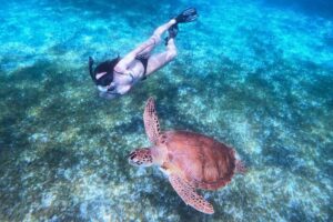 Cozumel Sea Turtle Excursion