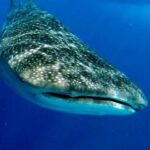 Marine Life