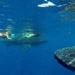 Whale Shark Tour Isla Mujeres (Shark)