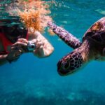 Turtle Swimming Tulum