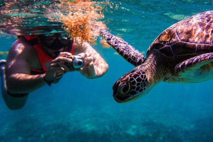 Turtle Swimming Tulum