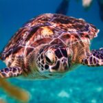 Adorable Turtle