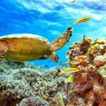 Green Turtles