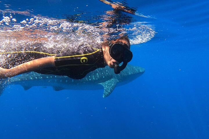 Shark