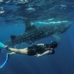 Whale Shark Tour Isla Mujeres (Encounter)