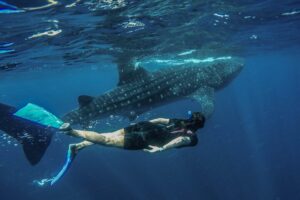 Whale Shark Tour Isla Mujeres (Encounter)
