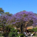 Antigua Walking Tour (Nature)