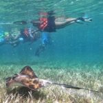 Exploring Marine Life