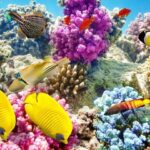 Snorkel Tour Puerto Morelos (Coral Reef)