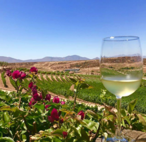 Wine Tour Baja California (Vinyards)