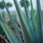 Mezcal extraction