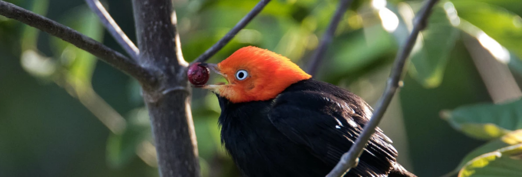 Punta Laguna Tour (Birdwatching)