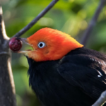 Punta Laguna Tour (Birdwatching)