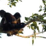 Monkey in Tree