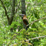 Punta Laguna Tour (Wildlife)
