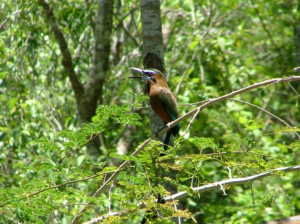 Punta Laguna Tour (Wildlife)