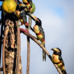 Colorful Birds