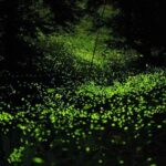 Puebla City Tour (Fireflies)