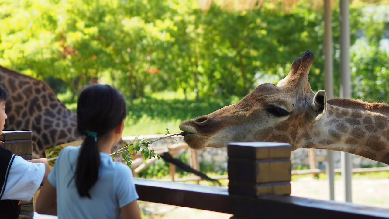 Safari in Mexico