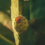 Mexican cactus