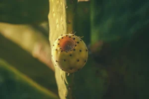 Mexican cactus