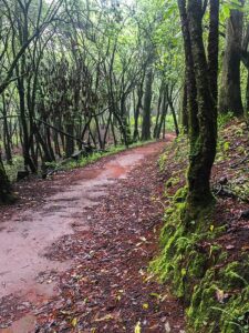 Desierto de los Leones Hike