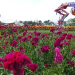 Day of the dead flowers