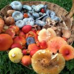 colorful mushrooms on green grass