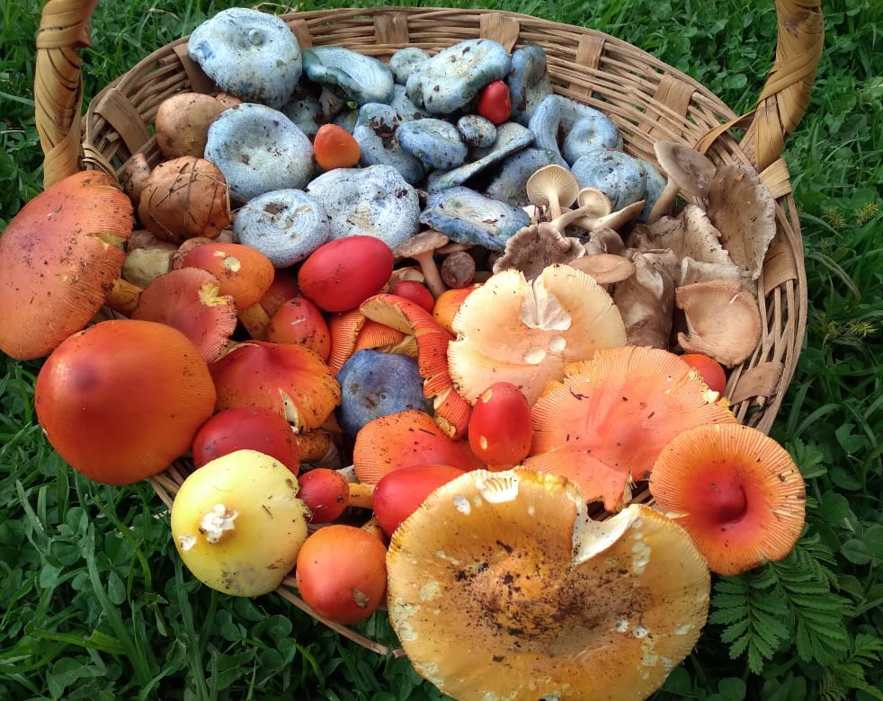 colorful mushrooms on green grass